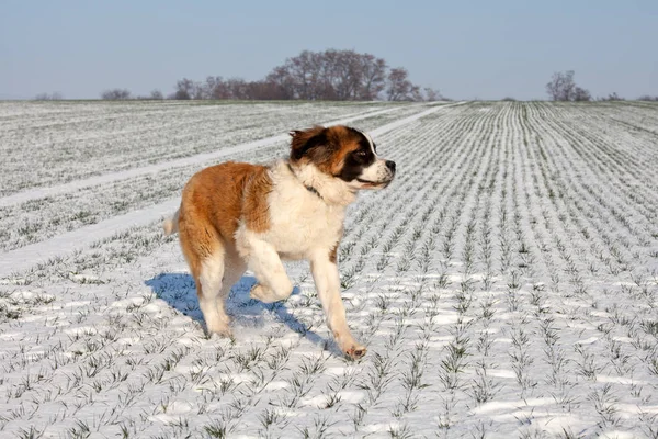 Saint Bernard Correndo Natureza Livre — Fotografia de Stock