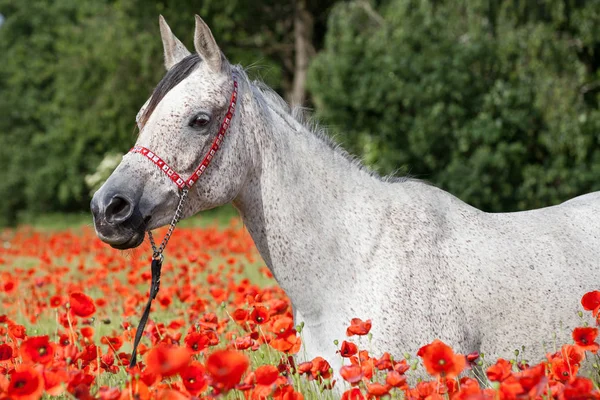 Retrato Bom Cavalo Árabe Campo Papoula Vermelha — Fotografia de Stock