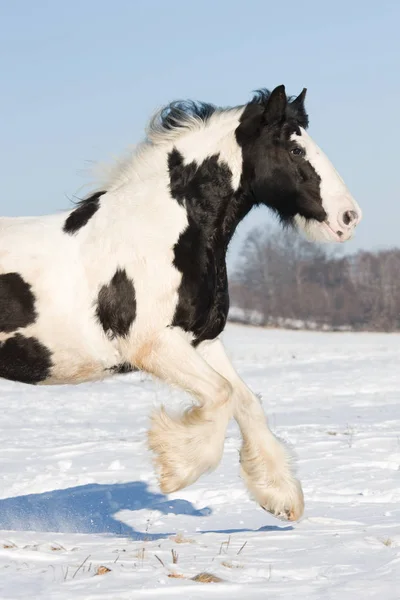 Nice Gypsy Horse Running Throught Snowy Landscape — Stock Photo, Image