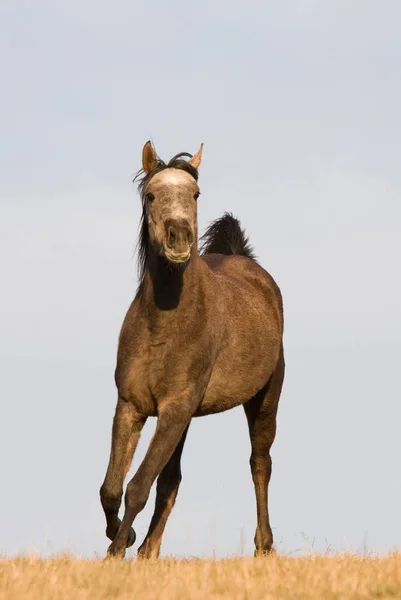 Арабская Лошадь Любит Бегать Лугу — стоковое фото