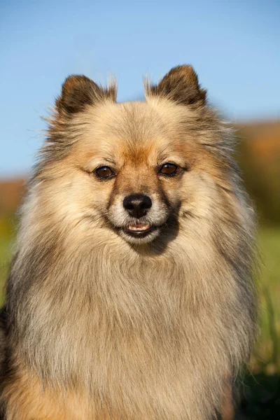 Porträtt Fin Spitz — Stockfoto