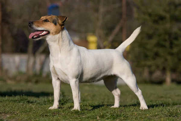 Mooie Poserende Jack Russel Terrier — Stockfoto