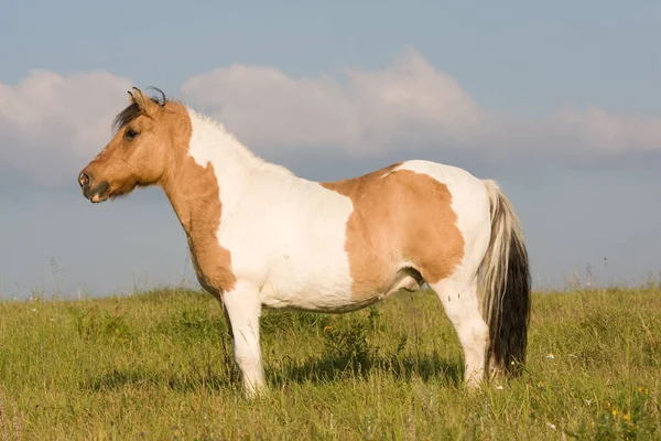 Portrait Beau Cheval Debout Sur Prairie — Photo