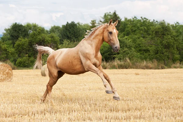 Portrait of nice horse running on field
