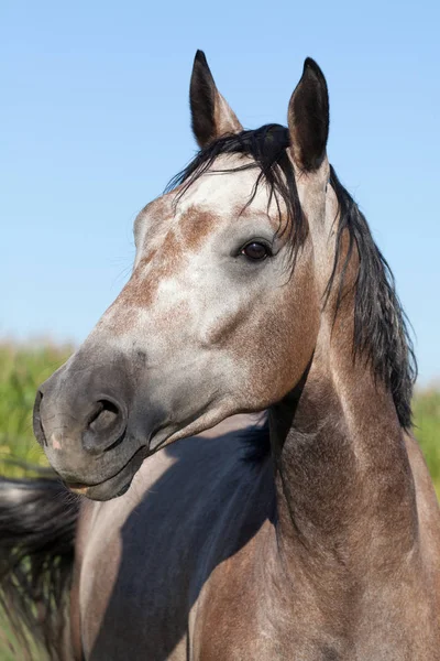 Porträtt Fin Vit Häst — Stockfoto