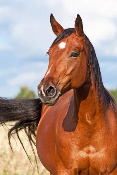 Retrato Bonito Caballo Marrón —  Fotos de Stock