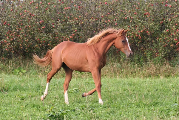 Mladý Šťovík Koně Běží Louku — Stock fotografie