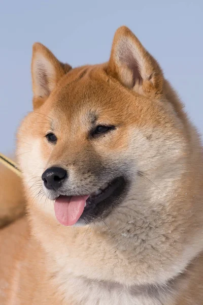 Porträt Von Shiba Inu — Stockfoto