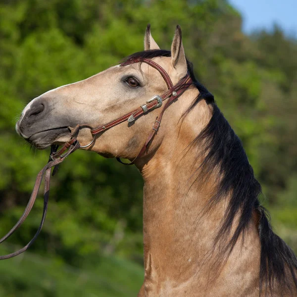 Portrét Nice Závodního Koně — Stock fotografie