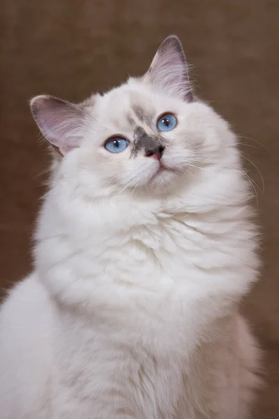 Portret Ładny Kot Brązowym Tle — Zdjęcie stockowe