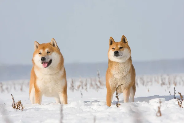 Две Собаки Снежном Лугу — стоковое фото