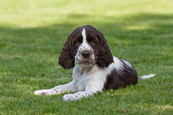 Portrait Von Netten Welpen Englischer Springspaniel — Stockfoto