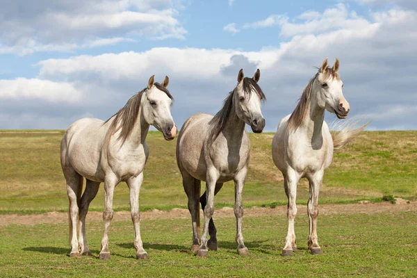 Retrato Três Belos Cavalos Posando Pasto — Fotografia de Stock