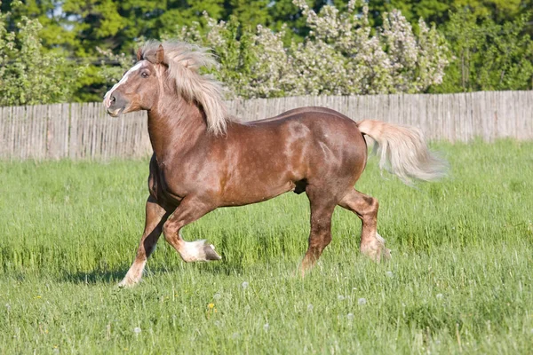 Grote Mooie Paard Lopen — Stockfoto