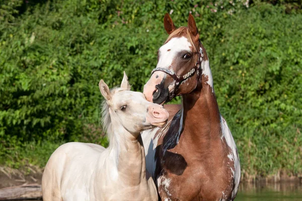 Nice White Horse Running Meadow — Stockfoto