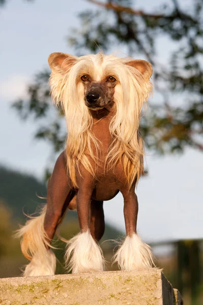 Retrato Bonito Perro Cresta Chino — Foto de Stock