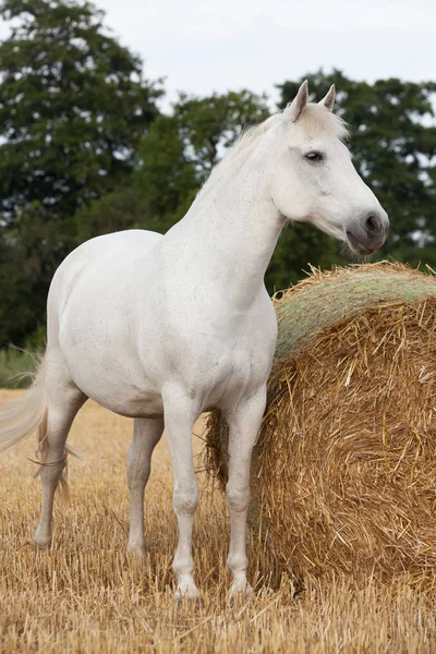 フィールド上の素敵な馬のポーズの肖像画 — ストック写真