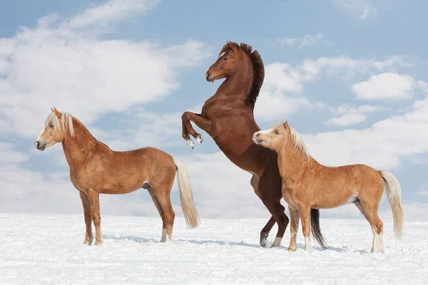 Três Belos Cavalos Inverno — Fotografia de Stock
