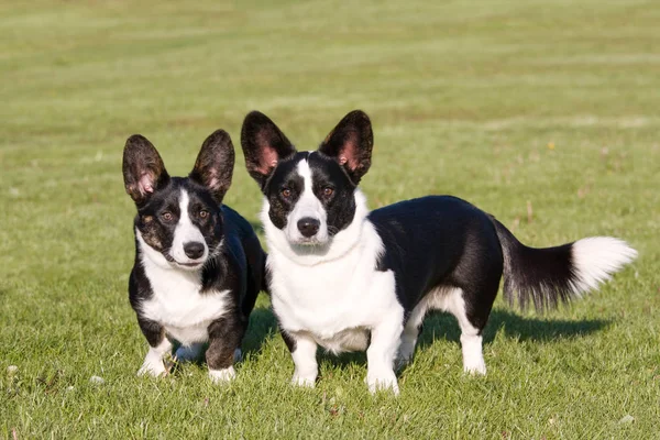 Zwei Walisische Corgi Strickjacken Posieren — Stockfoto