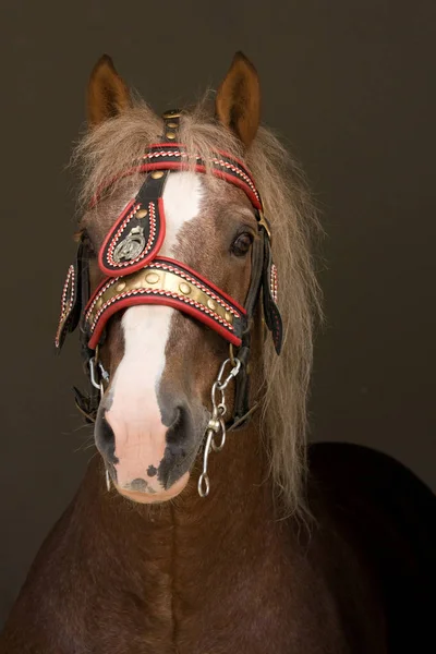 ブライダルの素敵な大きな馬の肖像 — ストック写真