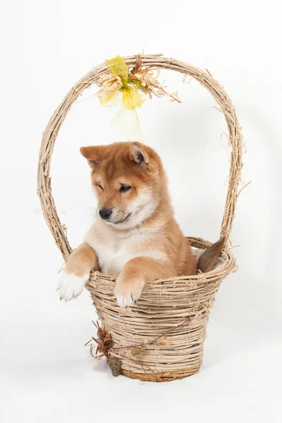 Schöner Welpe Shiba Inu — Stockfoto