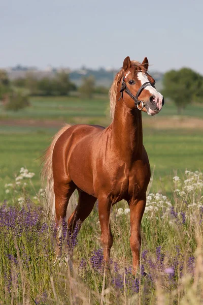 Portrait Nice Welsh Pony — Stock fotografie