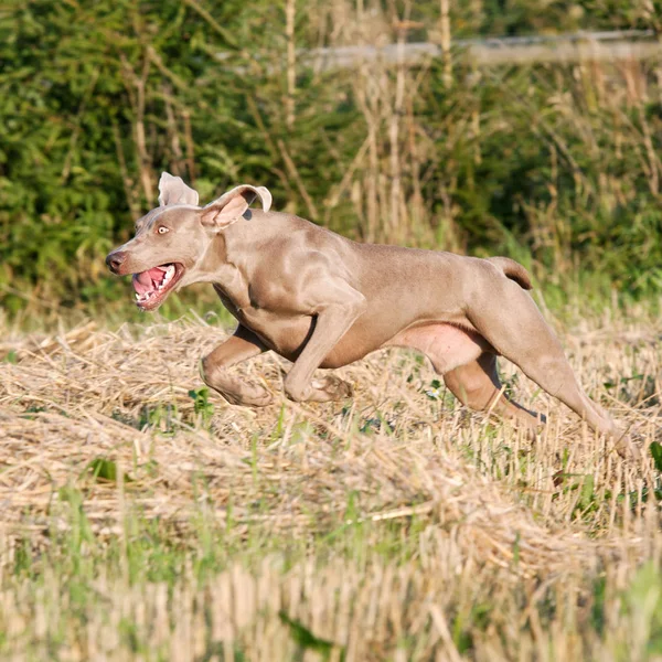 Feliz Perro Weimaraner Saltando Naturaleza Aire Libre —  Fotos de Stock