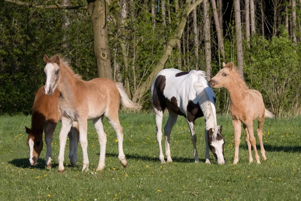 Chevaux Poney Troupeau Sur Prairie — Photo