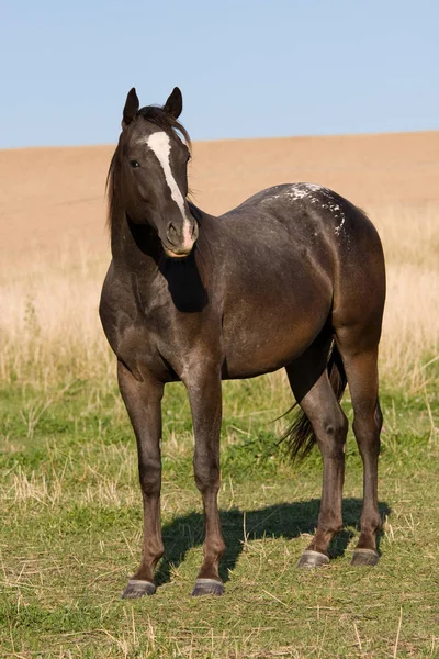 Gyönyörű Appaloosa Réten — Stock Fotó