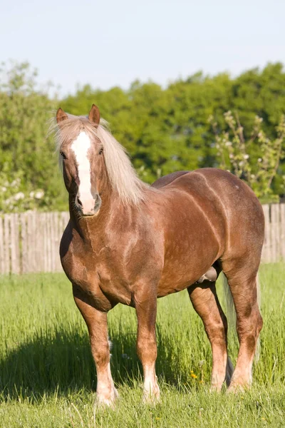 Portrét Nice Velký Kůň — Stock fotografie