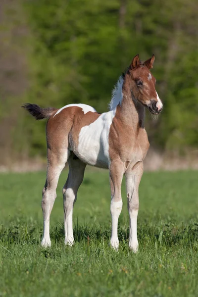 Nice Paint Foal Nature Outdoors — Stock Photo, Image