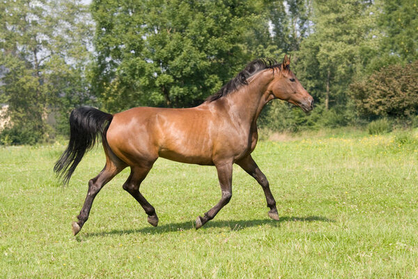 Nice brown horse running