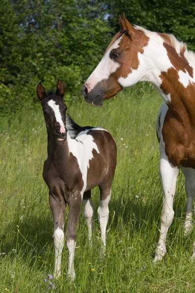 素敵な子馬の馬 — ストック写真