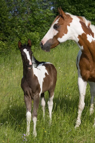 Mare Güzel Tayı Ile — Stok fotoğraf