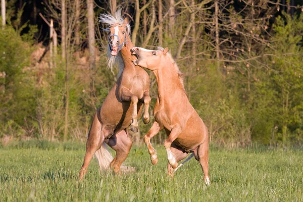 Strijd Van Twee Hengsten — Stockfoto