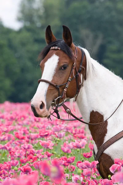 Portret Ładny Koń Pole Maków — Zdjęcie stockowe