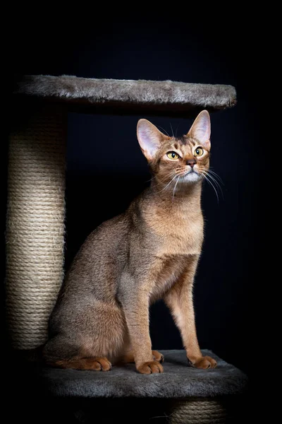 Porträtt Fin Katt Abessinier Katt — Stockfoto