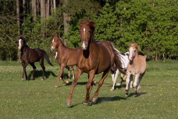 Flok Pony Heste Kører Eng - Stock-foto
