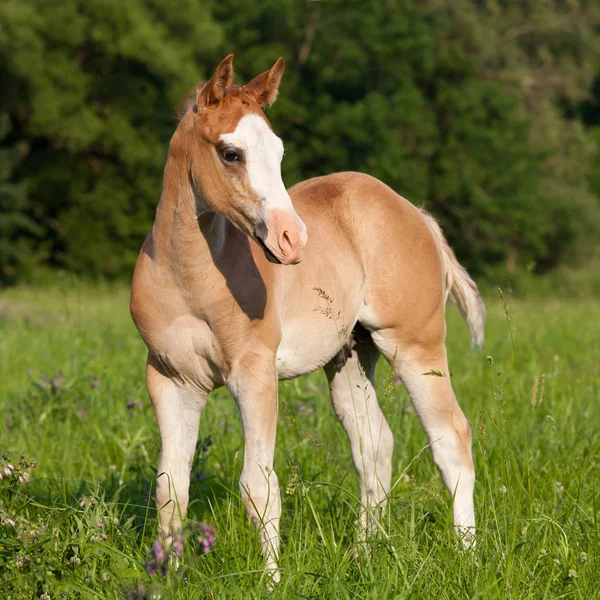 Portret Van Mooie Amerikaanse Paard Van Het Kwart — Stockfoto