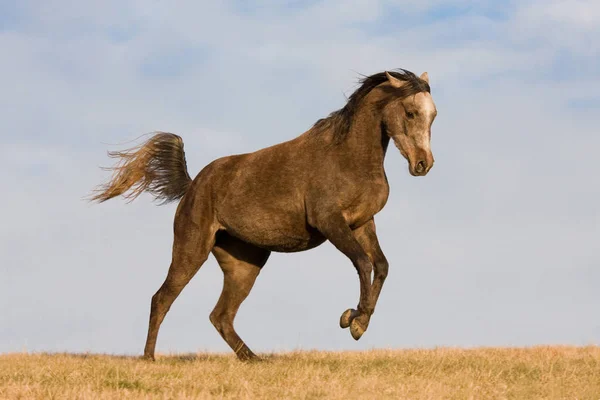 Cavalo Árabe Gosta Correr Através Prado — Fotografia de Stock