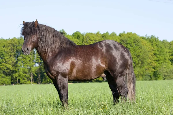 Portrét Nice Velký Kůň — Stock fotografie