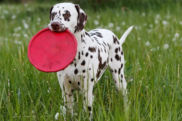 Belle Dalmatie Sur Prairie — Photo