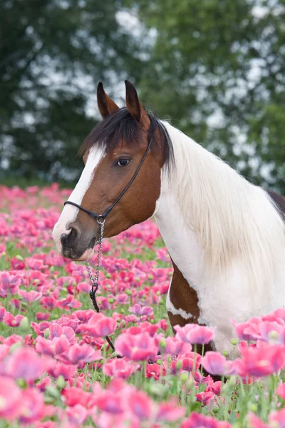 Portrét Nice Koně Makovém Poli — Stock fotografie