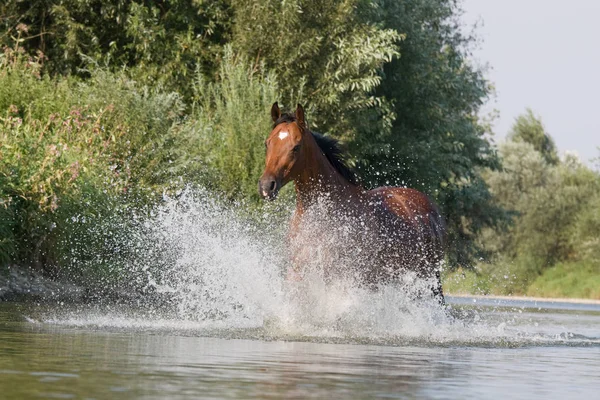 Joli Cheval Brun Courant Dans Eau — Photo