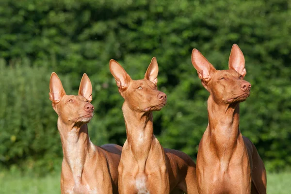 Τρία Ωραία Σκύλους Κυνηγόσκυλο Του Φαραώ — Φωτογραφία Αρχείου