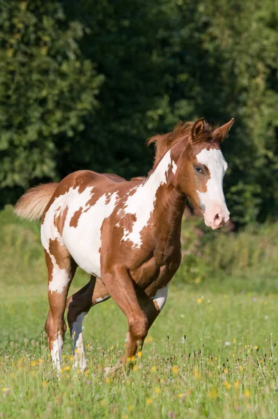 Joli Poulain Appaloosa Courant Sur Prairie — Photo