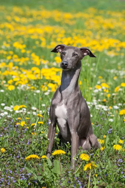 漂亮的意大利灰狗的肖像 — 图库照片