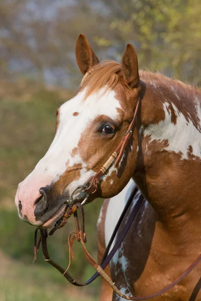 Retrato Bonito Caballo Appaloosa — Foto de Stock