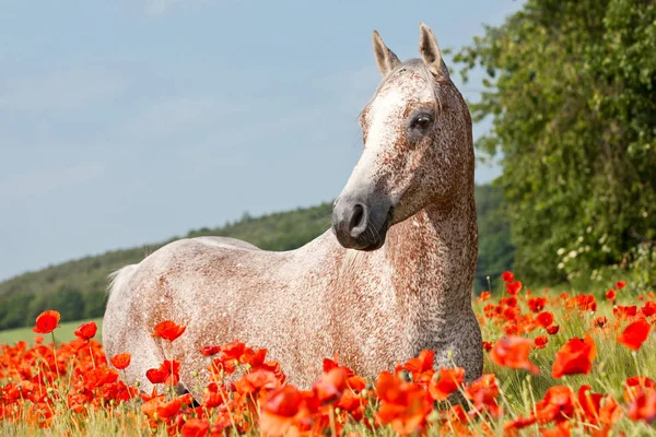 Retrato Bom Cavalo Árabe Campo Papoula Vermelha — Fotografia de Stock