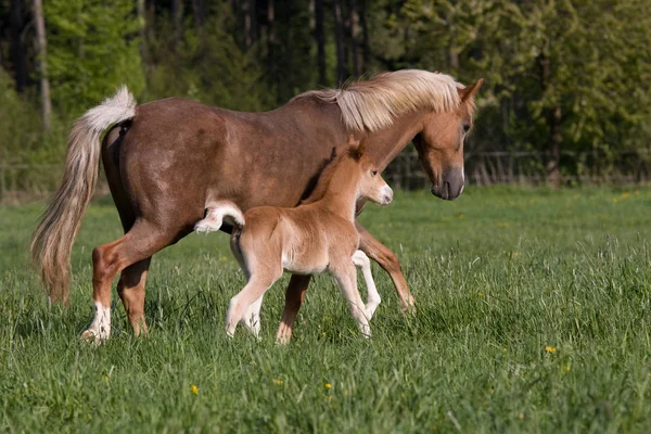 Pony Merrie Met Weinig Veulen — Stockfoto